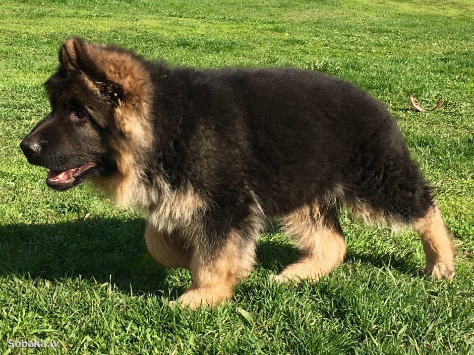 Очень лохматая овчарка немецкая