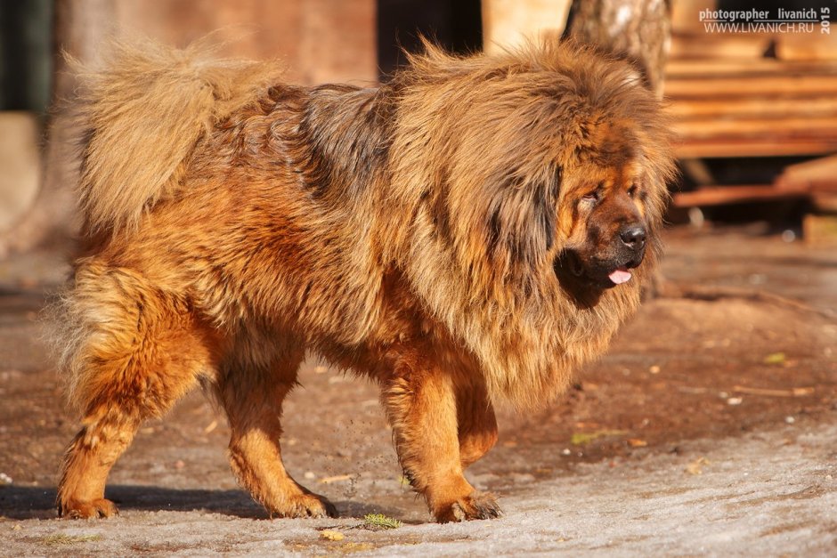 Мастиф волкодав