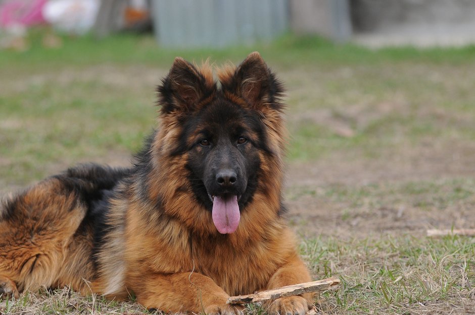 Немецкая овчарка длинношерстная