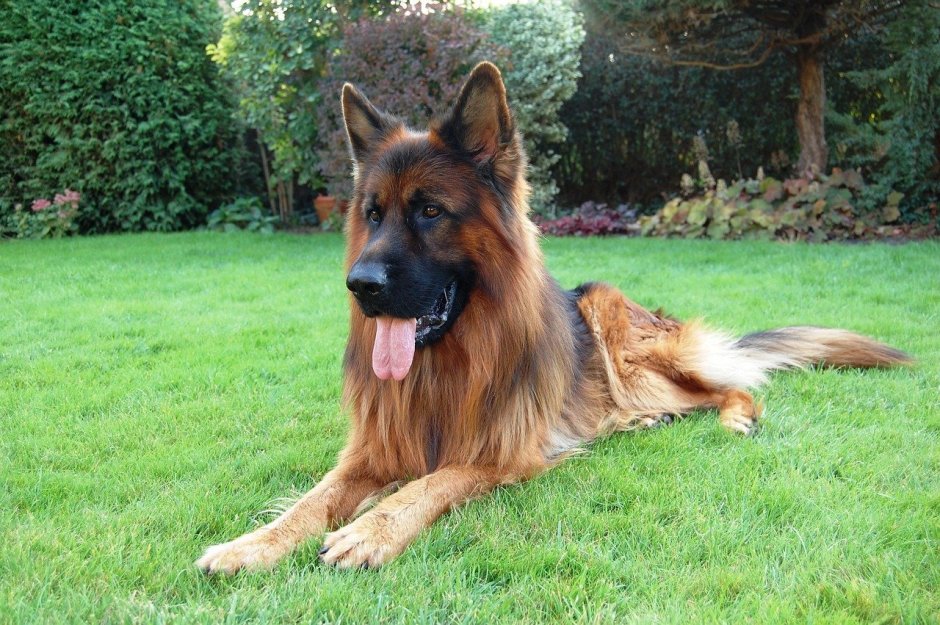 Чепрачная овчарка длинношерстная