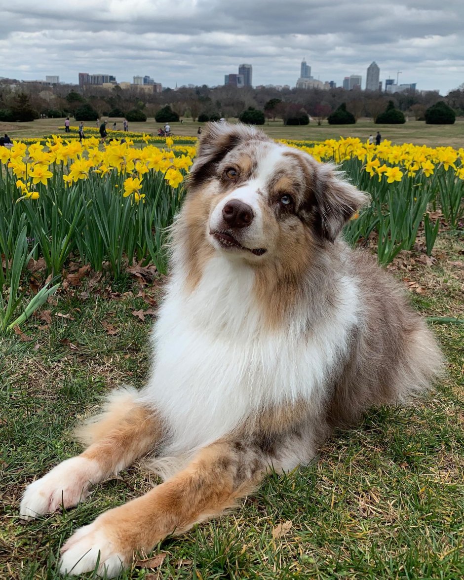 Австралийская овчарка пушистая
