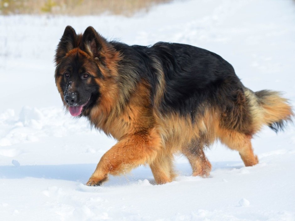 Старонемецкая овчарка длинношерстная