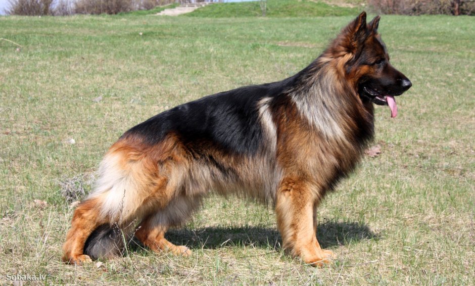 Немецкая овчарка длинношерстная лохмач