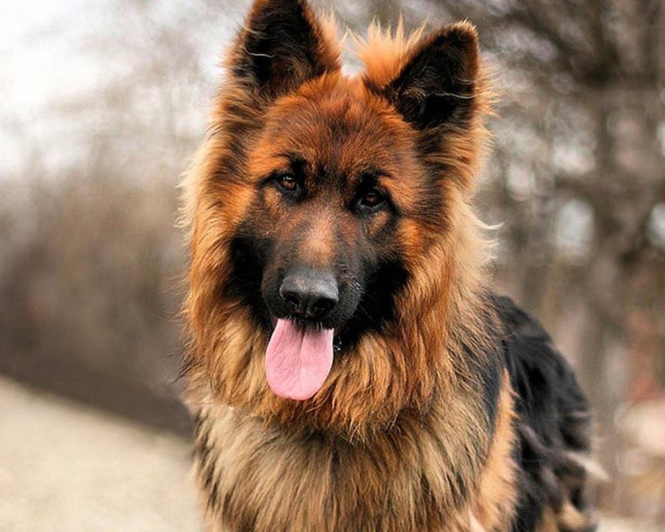 Гарафийская овчарка