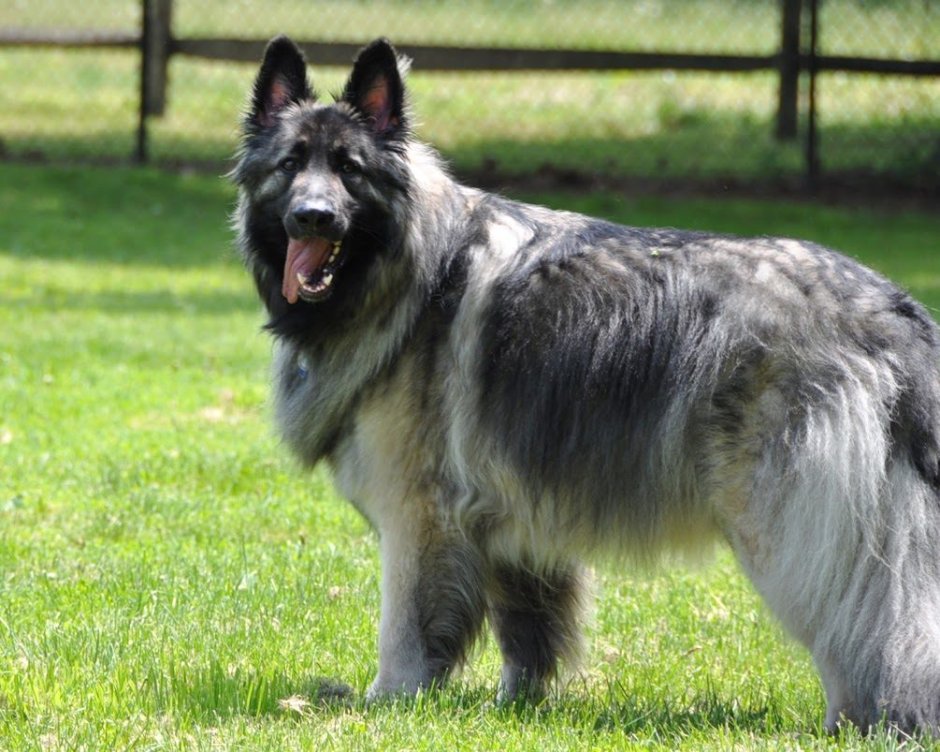 Шилонская овчарка Shiloh Shepherd