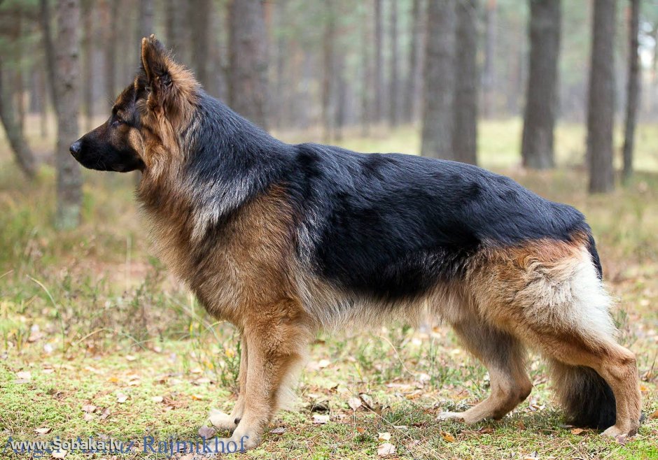 Немецкая овчарка чепрак длинношерстная
