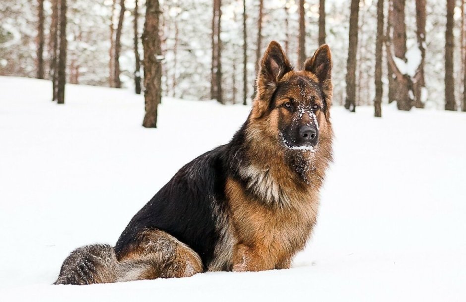 Старотипная немецкая овчарка