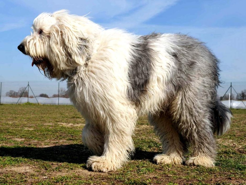 Старая английская Корабельная собака