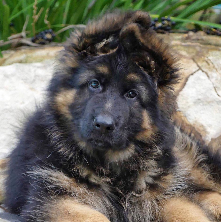 Немецкая овчарка лохмач