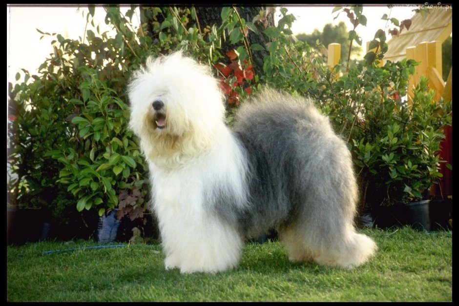 Румынская миоритская овчарка