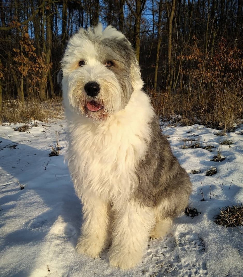 Английская овчарка бобтейл