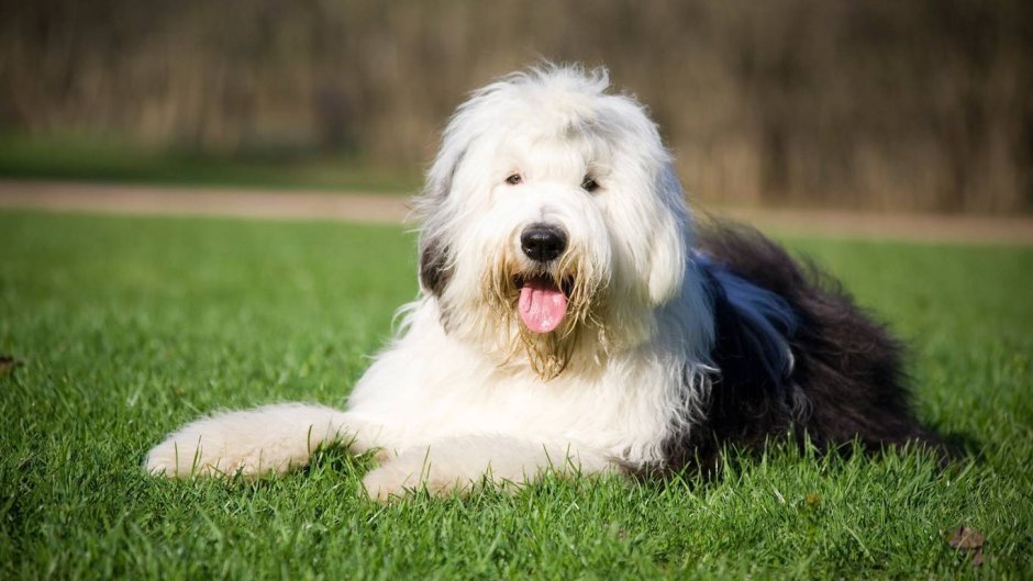 Бобтейл собака