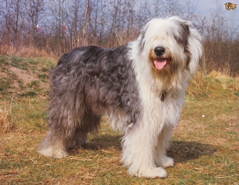 Среднерусская овчарка