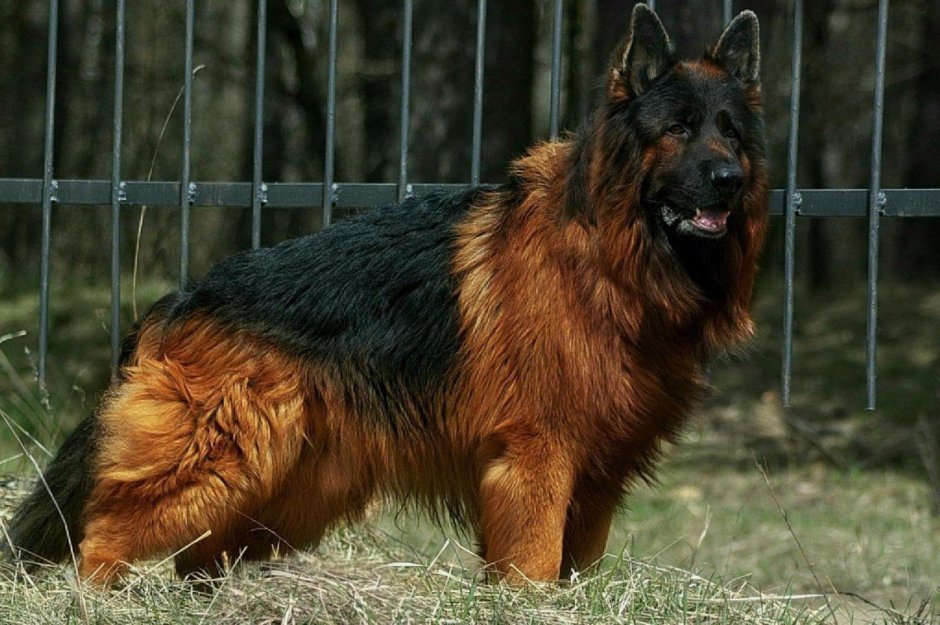 Немецкая овчарка чепрачная длинношерстная