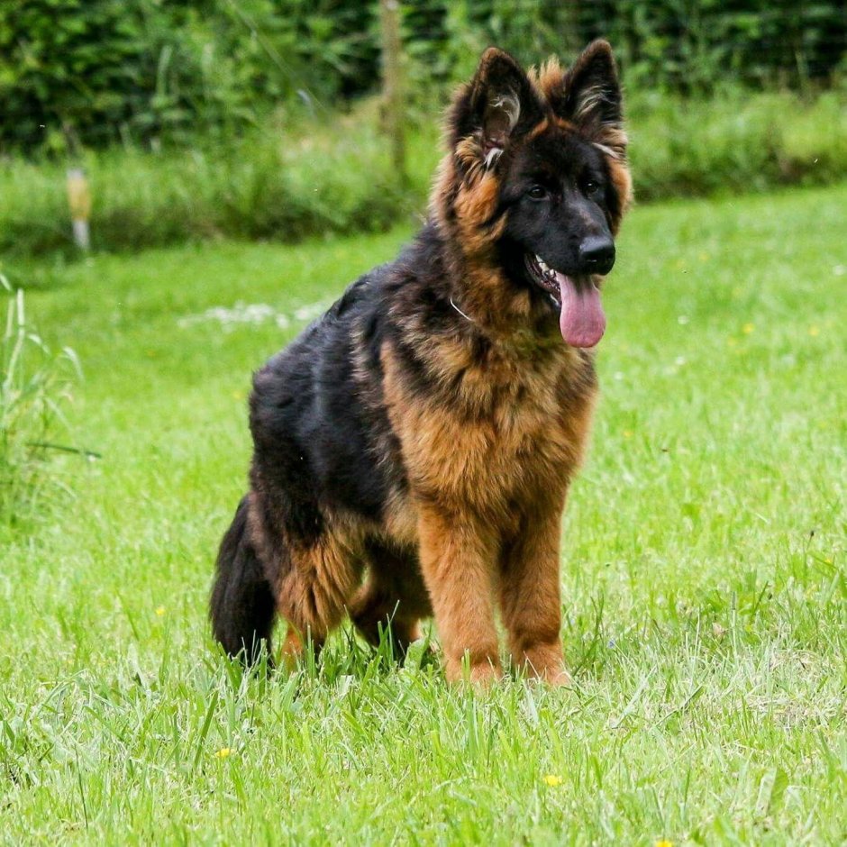 Немецкая овчарка лохмач