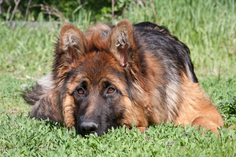 Немецкая овчарка длинношерстная