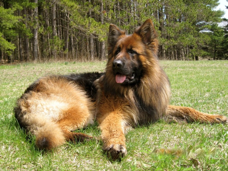 Немецкая овчарка лохмач