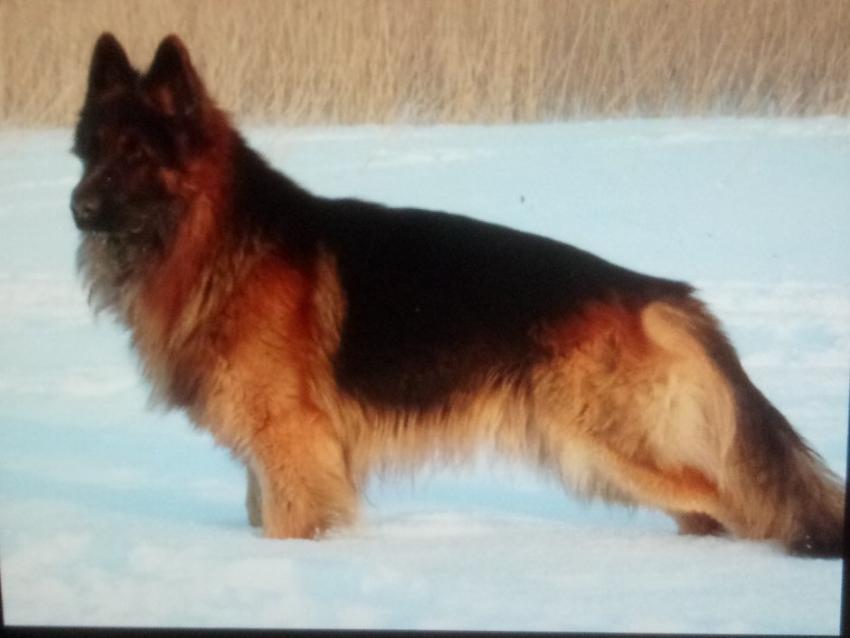 Немецкая овчарка чепрачная длинношерстная