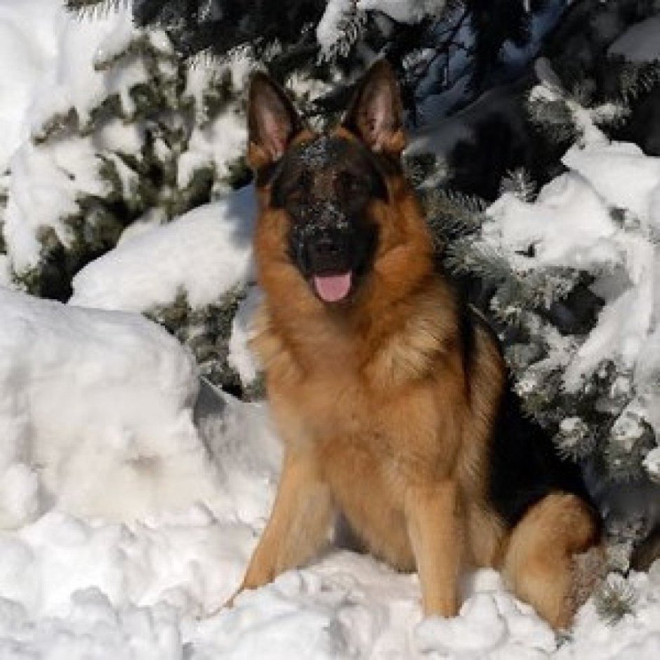 Новоалтайская немецкая овчарка