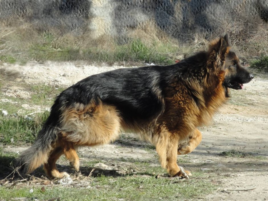 Немецкая овчарка лохмач