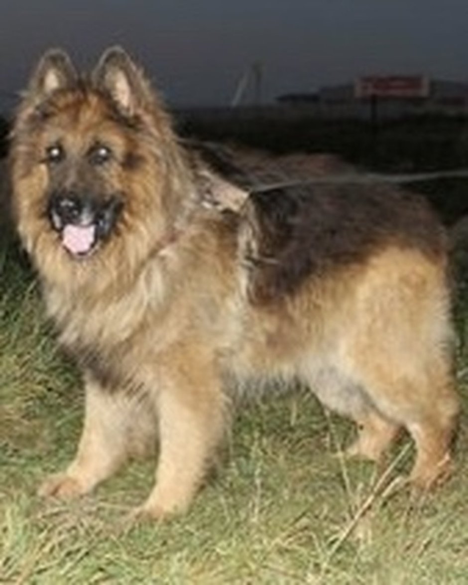 Восточно-европейская овчарка лохмач