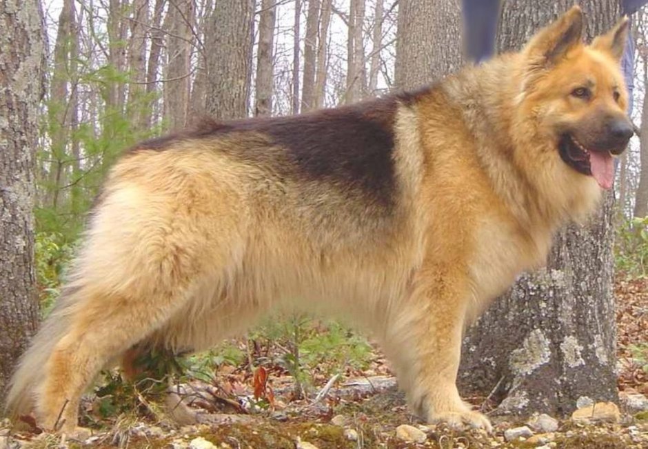 Смесь немецкой овчарки и кавказской овчарки