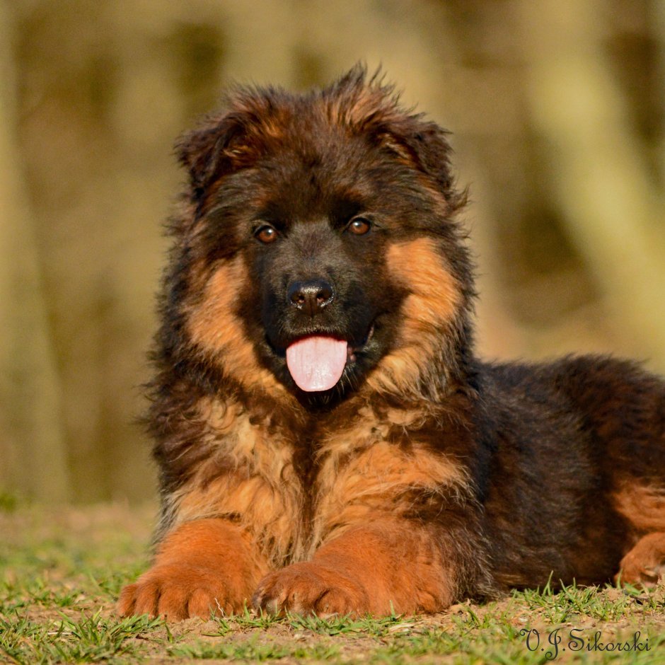 Грюнвальд овчарка овчарка