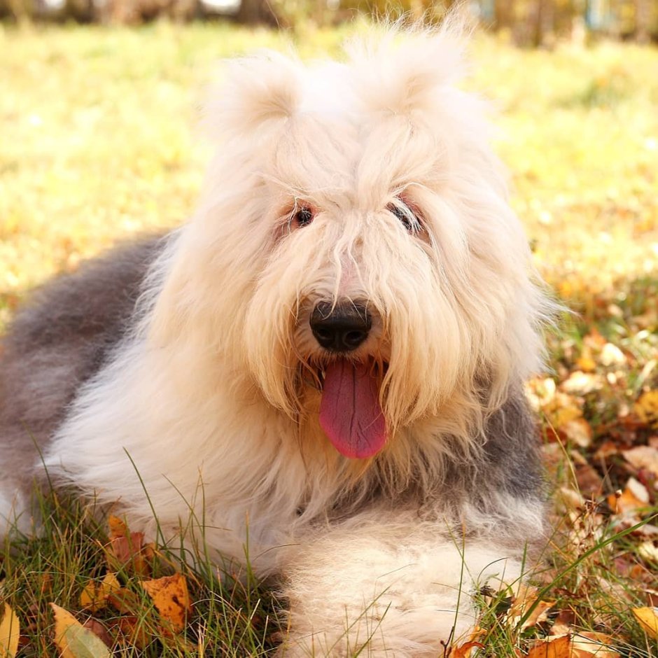 Старая английская овчарка