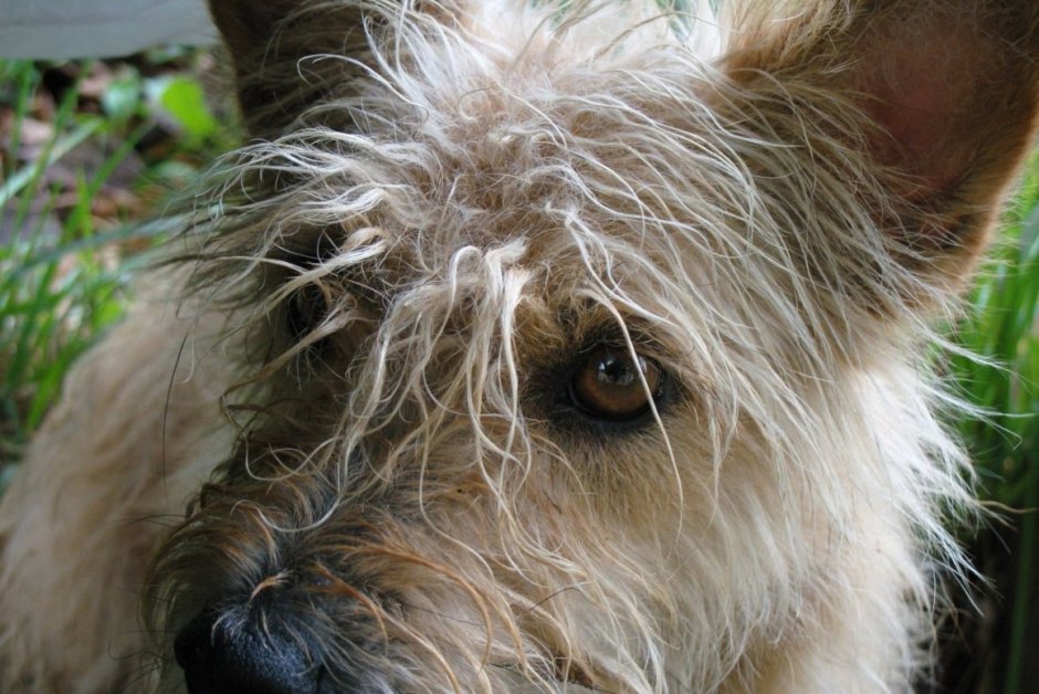 Дворняжка лохматая косматая