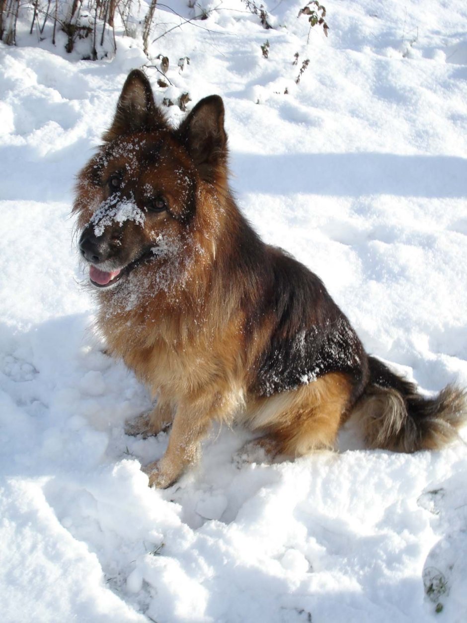 Немецкая овчарка длинношерстная зимой