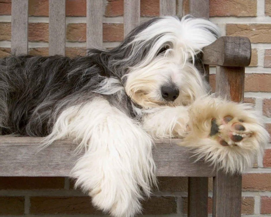 Порода собак бородатый колли