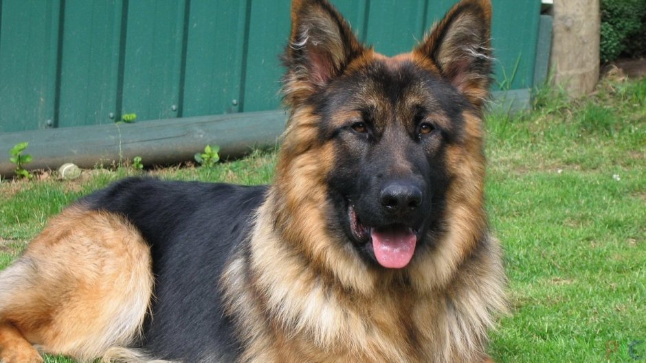 Немецкая овчарка 2005