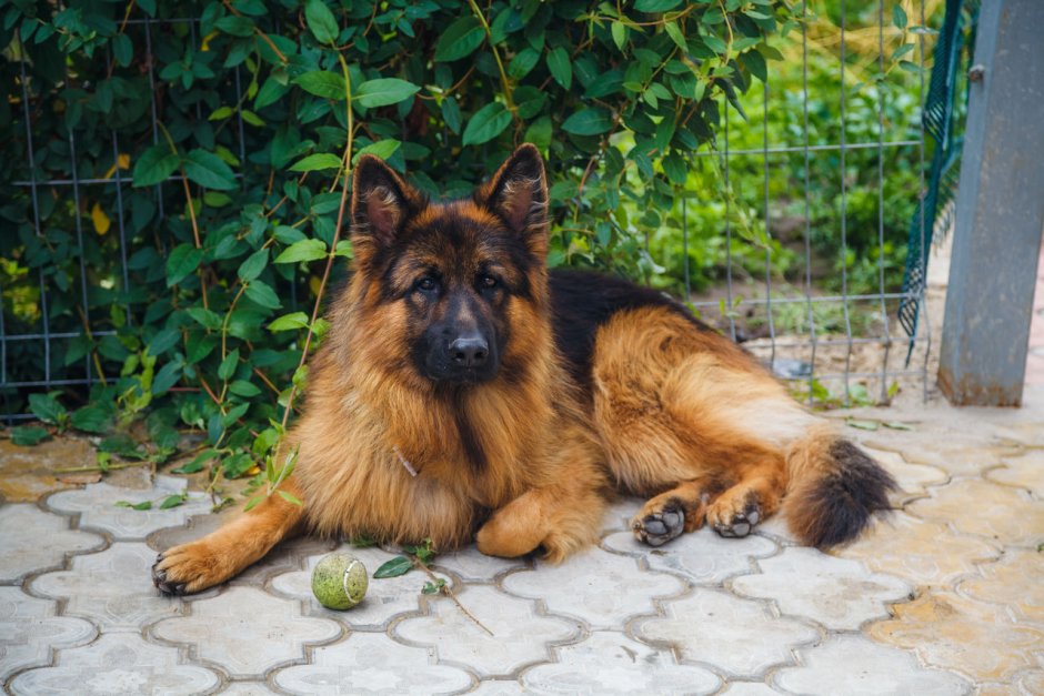 Немецкая овчарка длинношерстная