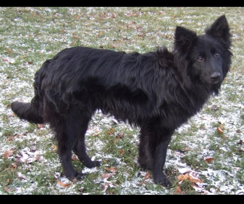 Дворняга длинношерстная