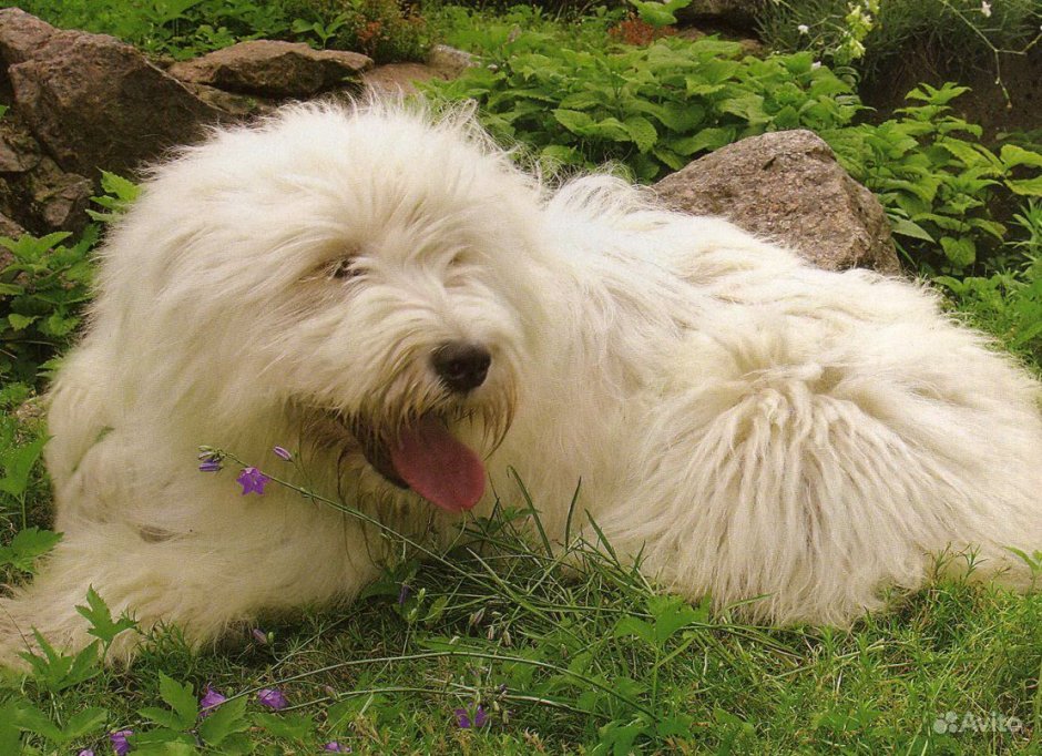 Порода собак Южнорусская овчарка