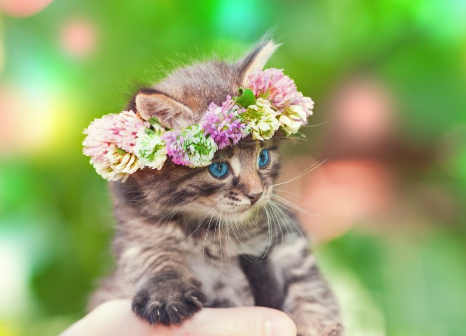 Кошка в ободке из цветов