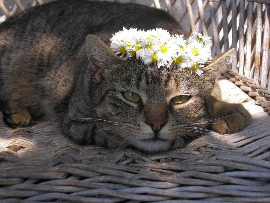 Кошка в венке