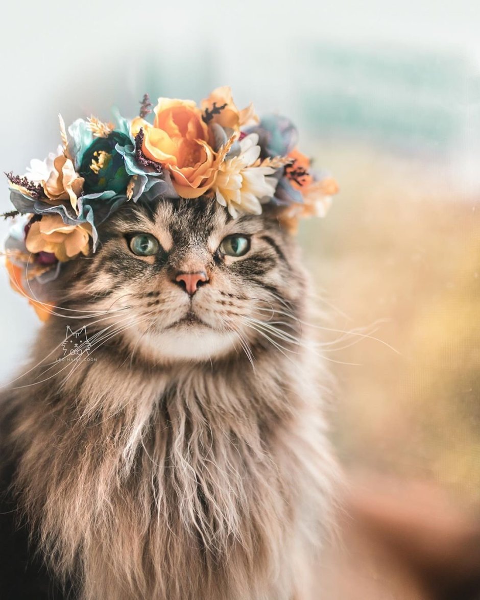 Котик с венком на голове