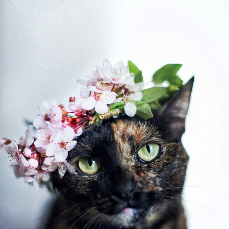 Кошечка с цветами