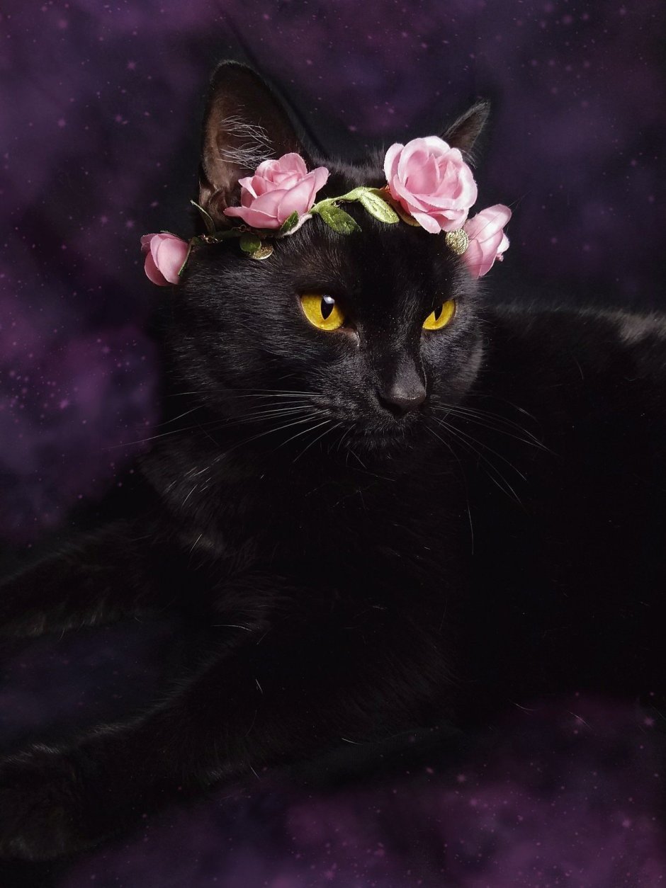 Фиолетовая кошка