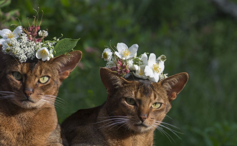 Кошка красавица