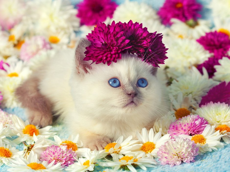 Красивые котики