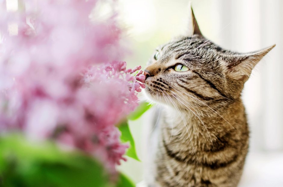 Кошка нюхает цветы