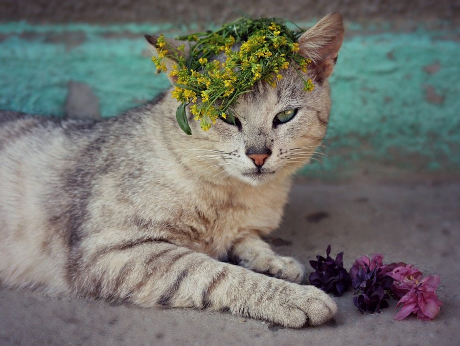Котик с цветком на голове