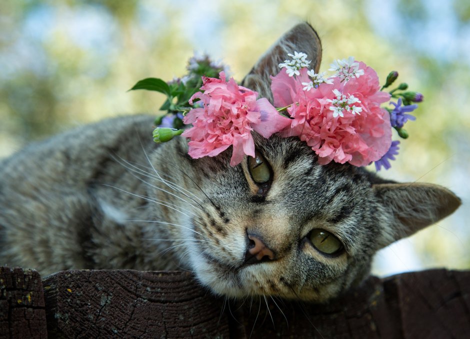 Кошечка в цветах