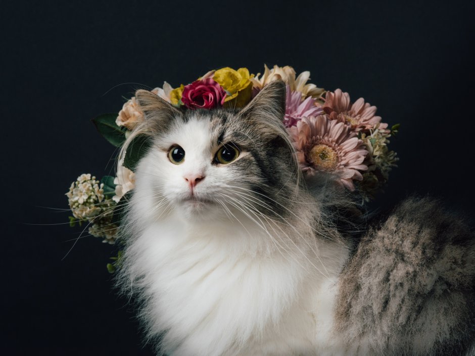 Кот в венке