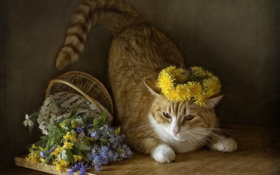 Натюрморт с котом