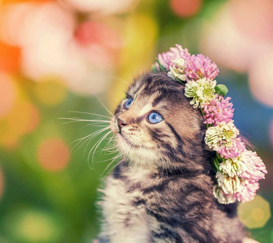 Котенок с венком на голове