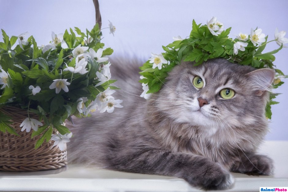 Сибирский кот с цветами