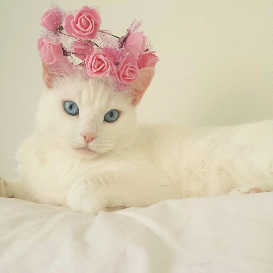 Розовый котик